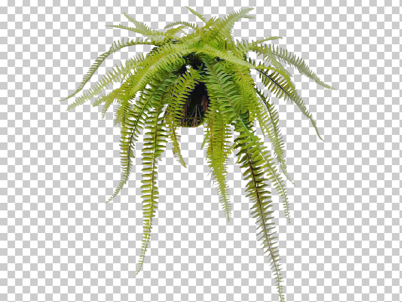 Fern PNG, Clipart, Fern, Flower, Leaf, Plant, Terrestrial Plant Free PNG Download