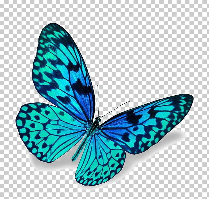 Butterfly Stock Photography Blue Stock.xchng PNG, Clipart, Blue, Blue Butterfly, Brush Footed Butterfly, Butterflies And Moths, Butterfly Free PNG Download