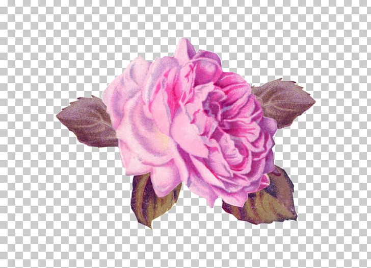 Cabbage Rose Garden Roses Pink Cut Flowers Art PNG, Clipart, Art, Beach Rose, Cabbage Rose, China Rose, Cut Flowers Free PNG Download