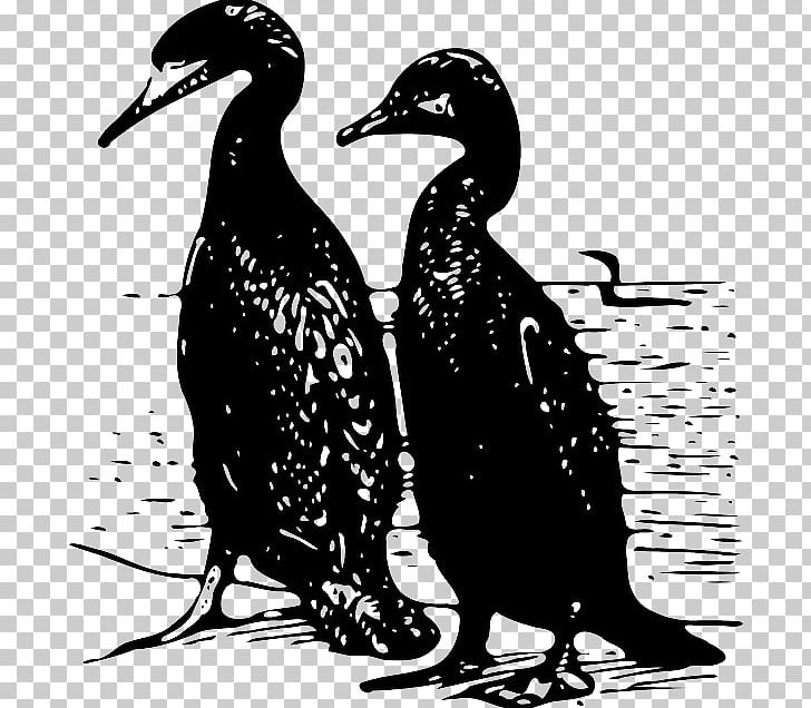 Duck Silhouette PNG, Clipart, Animals, Australian Pied Cormorant, Beak, Bird, Black And White Free PNG Download