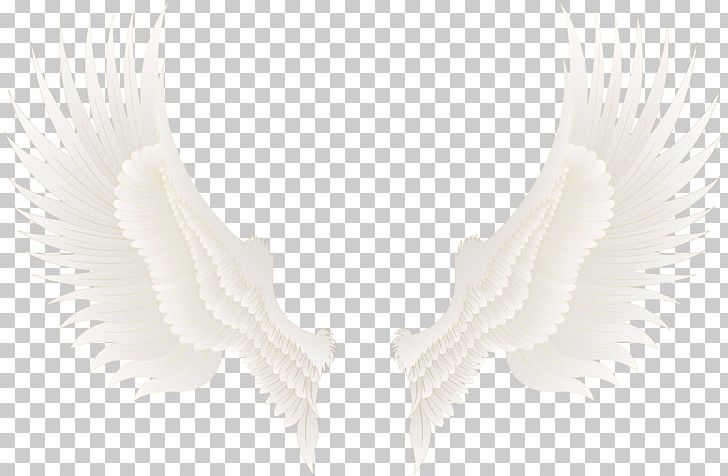 Neck PNG, Clipart, Feather, Neck, Others, White, Wing Free PNG Download