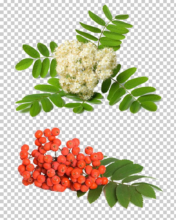 Rowan Sorbus Aucuparia Sorbus Domestica Fraxinus Americana Sorbus Aria PNG, Clipart, Ash, Background Green, Branch, Flower, Flowers Free PNG Download