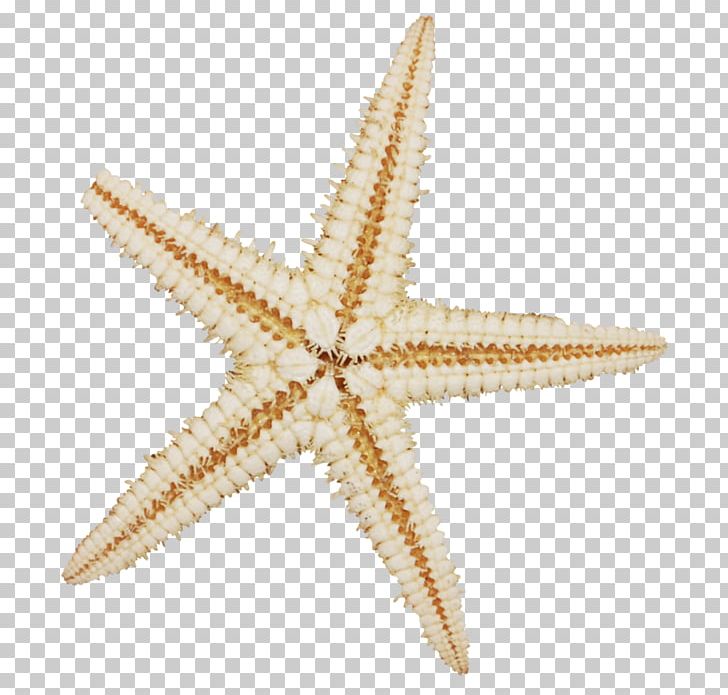 Starfish Mollusc Shell Sea Echinoderm Sand PNG, Clipart, Animals, Beach, Echinoderm, Etoile, Invertebrate Free PNG Download