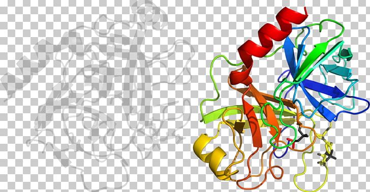 Trypsin 1 Bromelain Enzyme Protein PNG, Clipart, Art, Bromelain, Enzyme, Flower, Graphic Design Free PNG Download