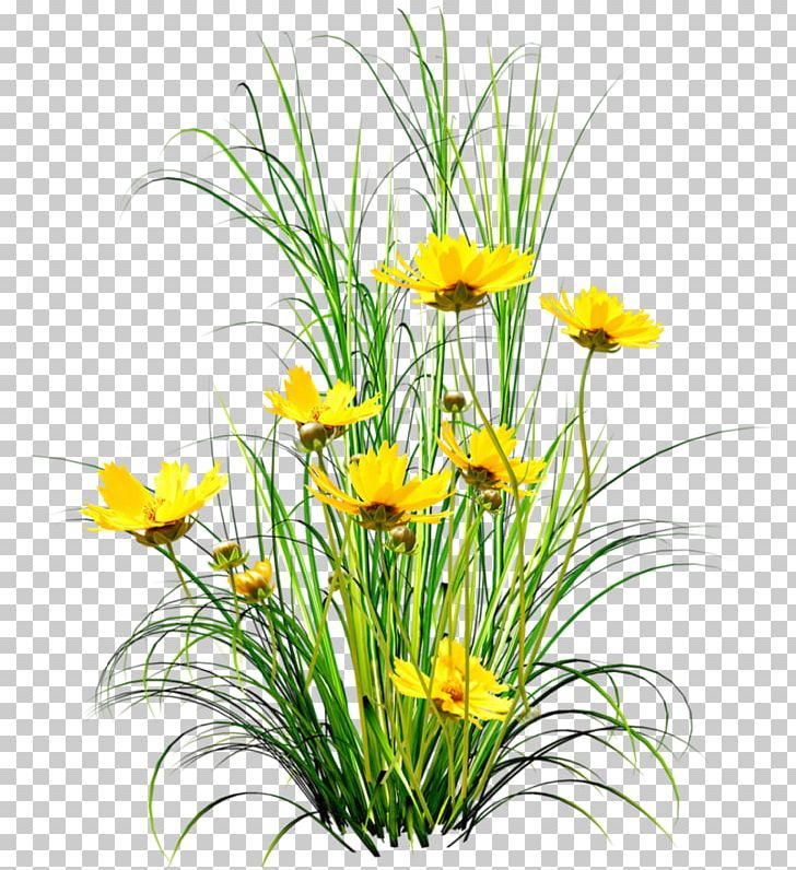 Dandelion Flower PNG, Clipart, Cut Flowers, Daisy, Daisy Family, Dandelions, Encapsulated Postscript Free PNG Download