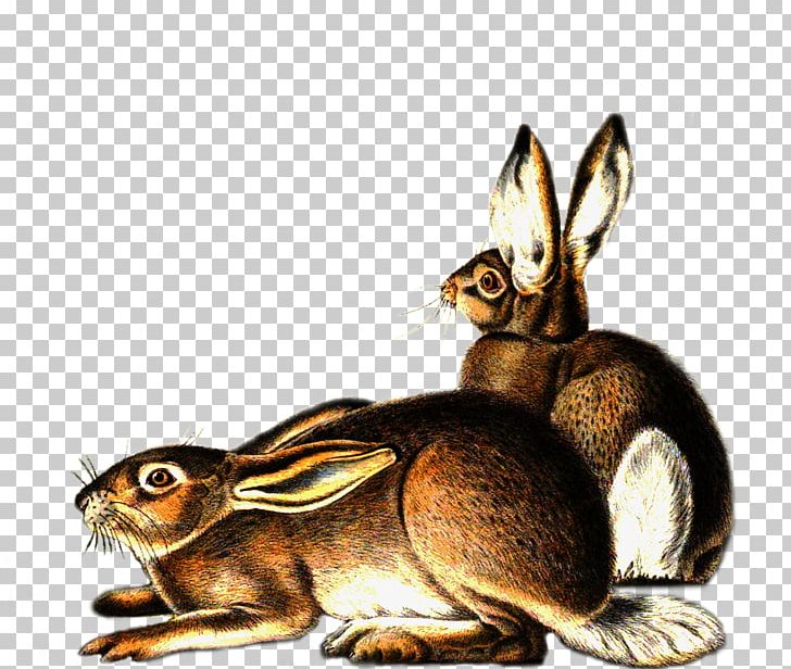Hare Domestic Rabbit Mammal Animal PNG, Clipart, Animal, Animals, Deviantart, Domestic Rabbit, Fauna Free PNG Download