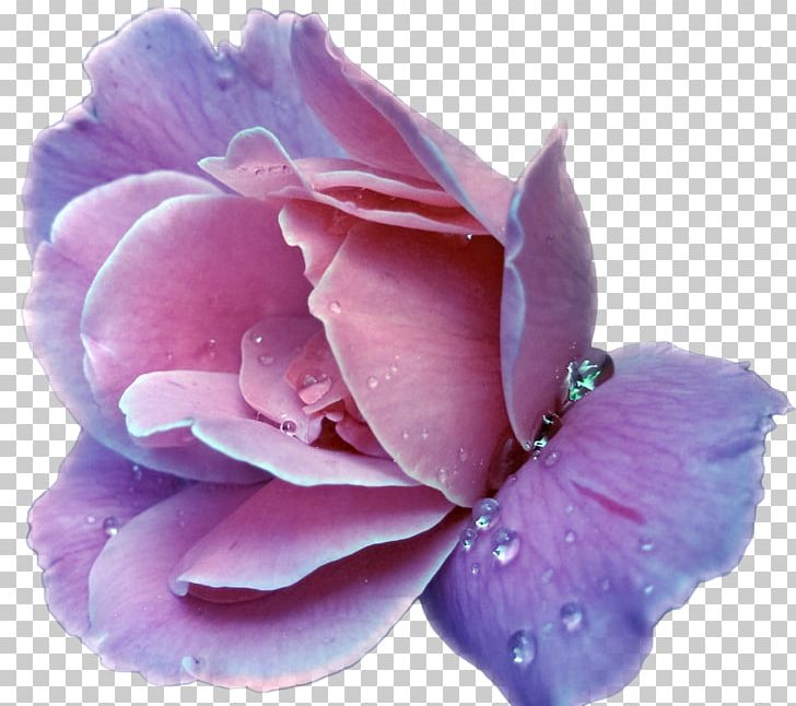 Lavender Flower Purple Rose PNG, Clipart, Blue, Clip Art, Cut Flowers, Flower, Flowering Plant Free PNG Download