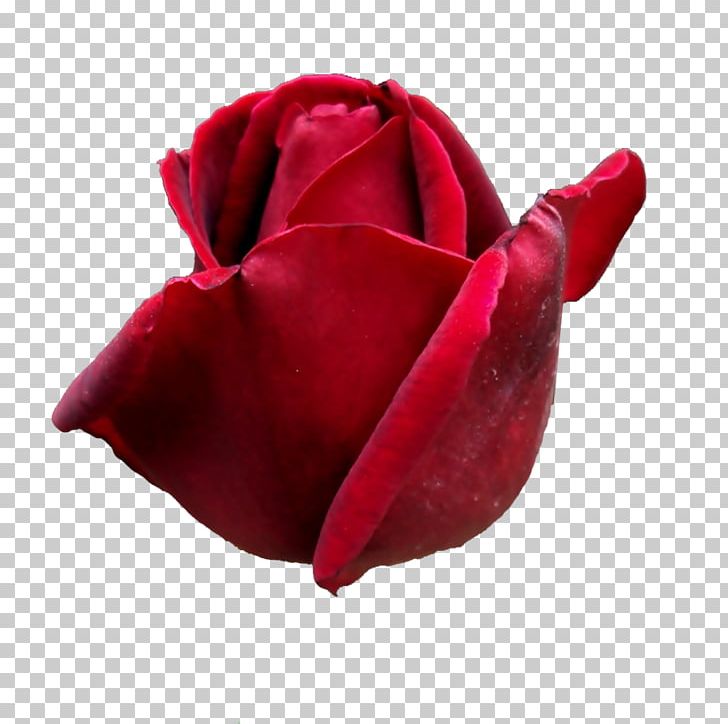 Rose Photography PNG, Clipart, Cut Flowers, Desktop Wallpaper, Deviantart, Flower, Flowering Plant Free PNG Download