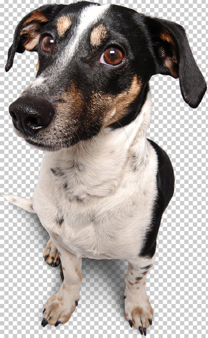 Seznam.cz Miniature Fox Terrier Email Rat Terrier Password PNG, Clipart, Carnivoran, Dog, Dog Breed, Dog Like Mammal, Email Free PNG Download