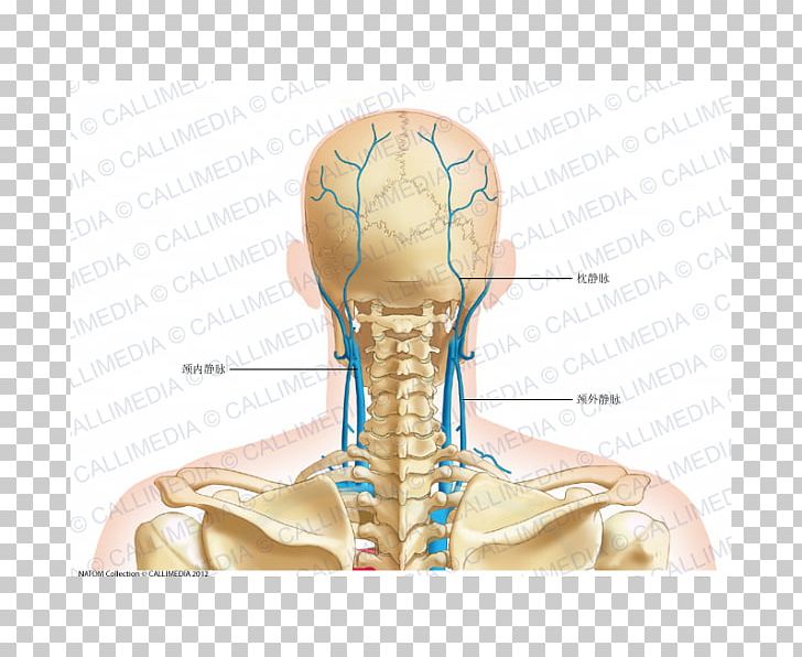Thumb Posterior Triangle Of The Neck Vein Head And Neck Anatomy PNG, Clipart, Anatomy, Angle, Arm, Bone, Ear Free PNG Download