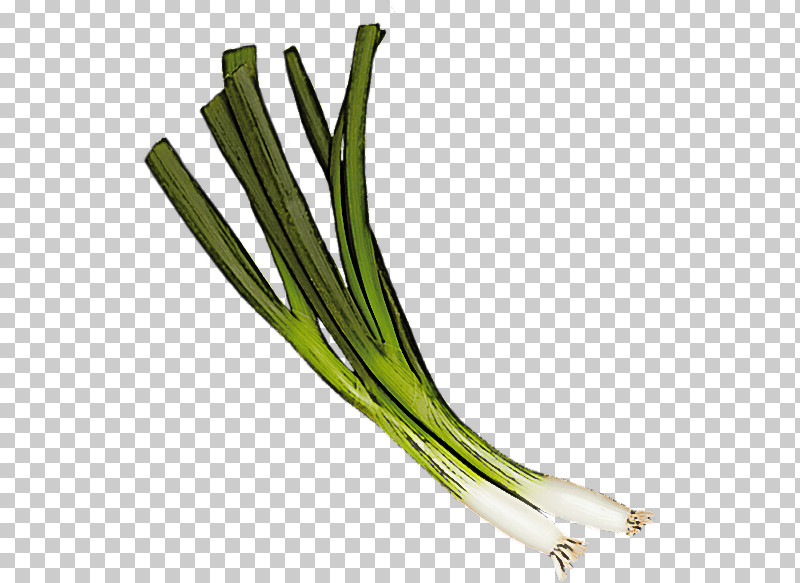 Vegetable Welsh Onion Plant Leek Calçot PNG, Clipart, Allium, Amaryllis Family, Chives, Food, Garlic Free PNG Download
