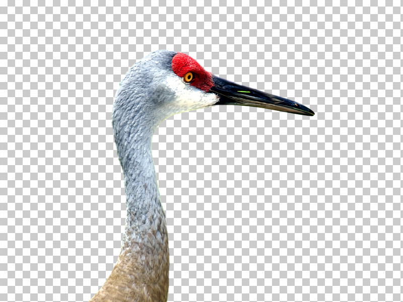 Beak Zhiyun Crane PNG, Clipart, Beak, Zhiyun Crane Free PNG Download