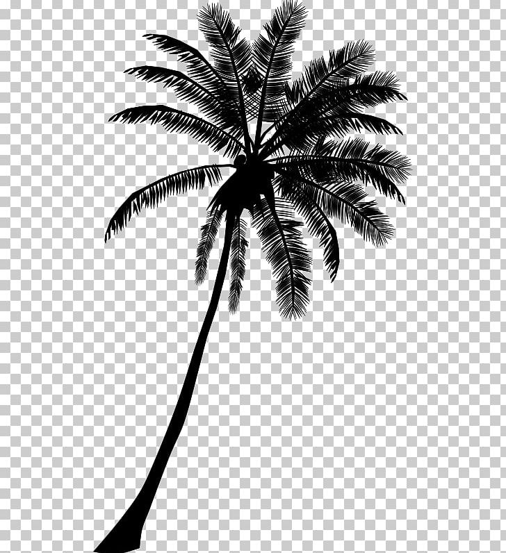 Arecaceae Drawing Tree Coconut PNG, Clipart, Arecaceae, Arecales, Art, Asian Palmyra Palm, Black And White Free PNG Download