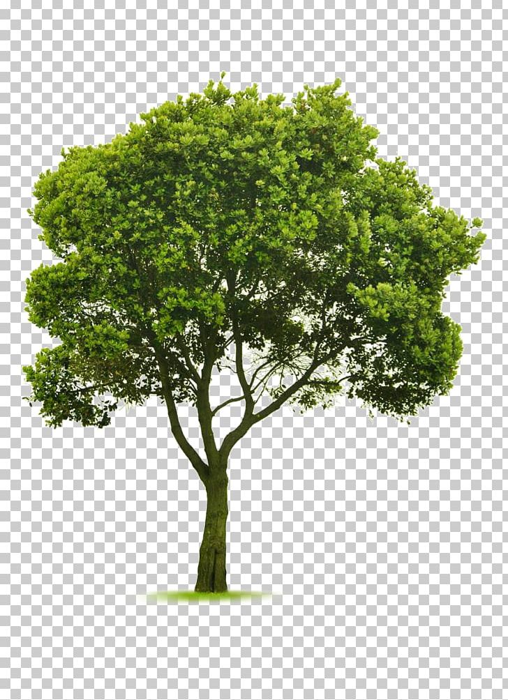 Tree Topping Landscaping Garden Pruning PNG, Clipart, Arboles, Arbor Day Foundation, Branch, Garden, Grass Free PNG Download