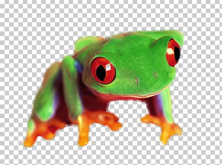 True Frog Tree Frog Trisolde Ink PNG, Clipart, Amphibian, Animals, Dan, Fountain Pen, Frog Free PNG Download