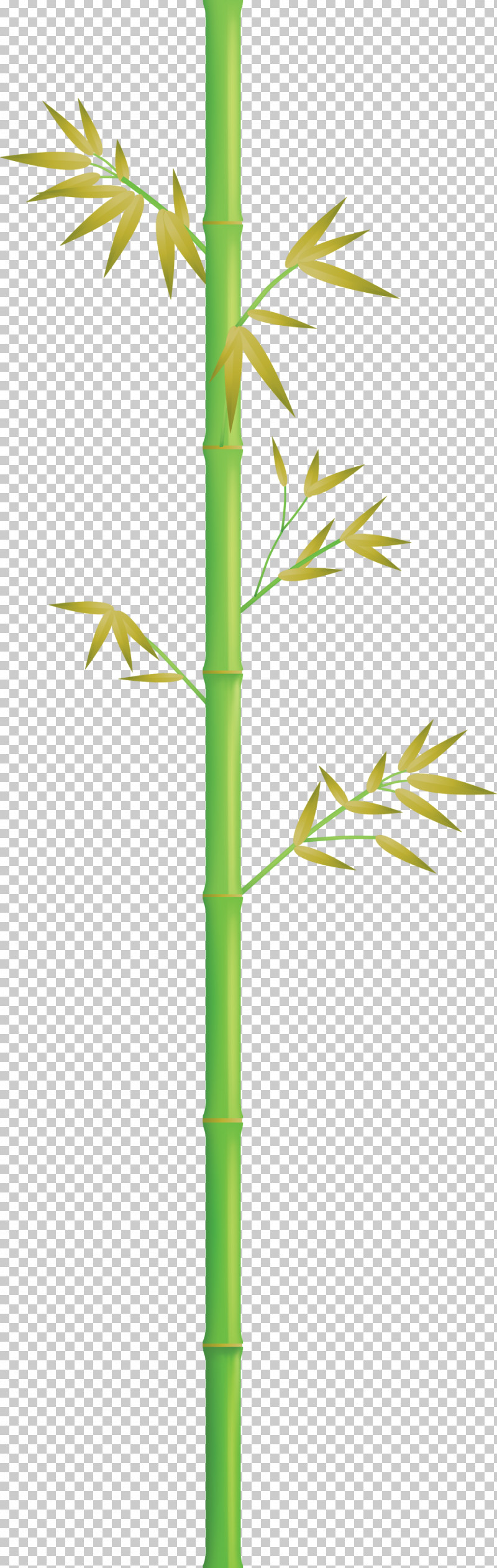 Bamboo Leaf PNG, Clipart, Bamboo, Elymus Repens, Flower, Grass, Grass Family Free PNG Download
