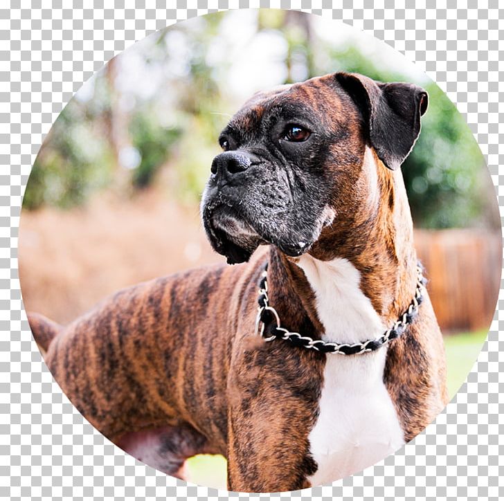 Boxer Dog Breed Valley Bulldog Amyranth Pet Photography PNG, Clipart, Animals, Boxer, Boxer Dog, Breed, Brindle Free PNG Download