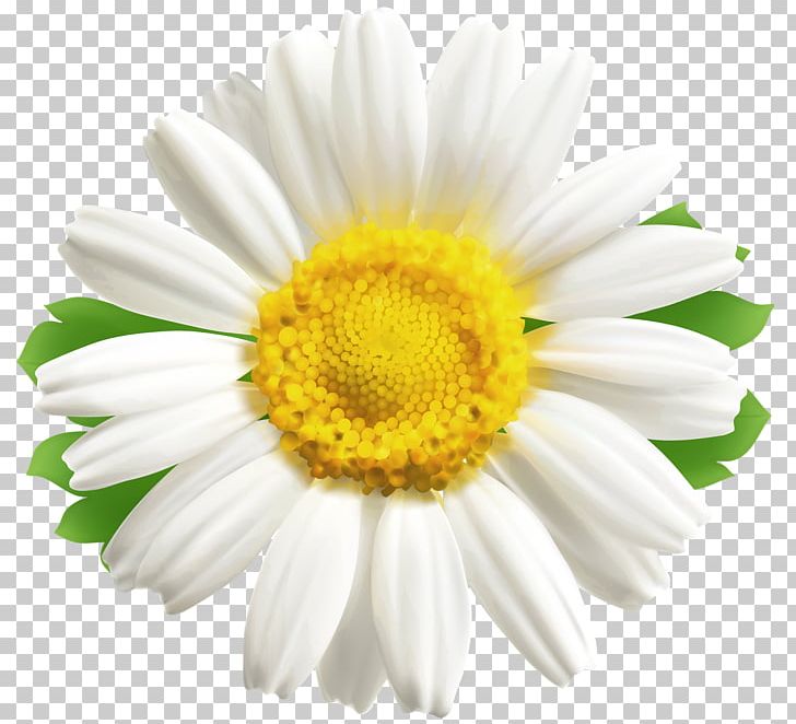 Common Daisy Flower Desktop PNG, Clipart, Annual Plant, Aster, Chamaemelum Nobile, Chamomile, Chrysanthemum Free PNG Download
