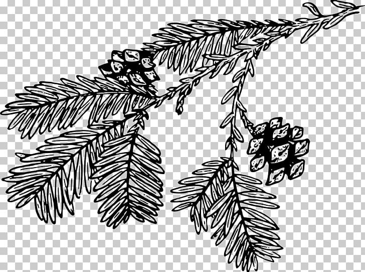 Line Art Tree Drawing Redwoods PNG, Clipart, Black And White, Branch, Cartoon, Coast Redwood, Conifer Free PNG Download