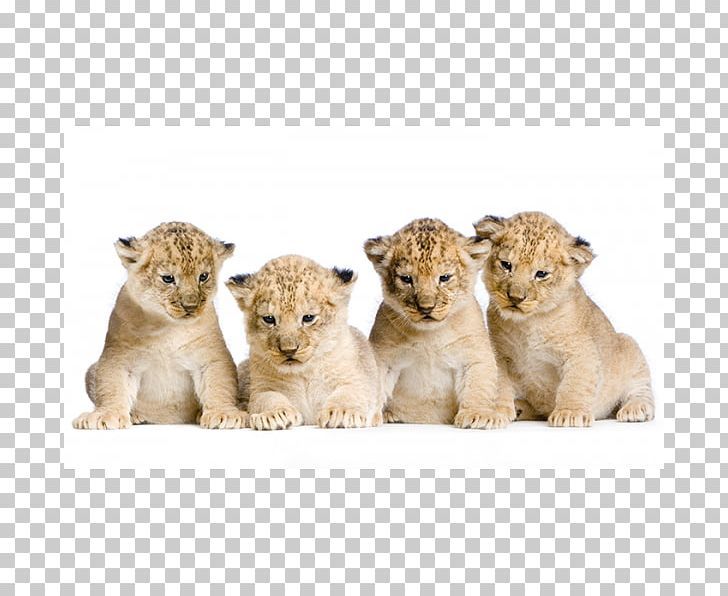 Lion PNG, Clipart, Animals, Big Cats, Carnivoran, Cat Like Mammal, Desktop Wallpaper Free PNG Download