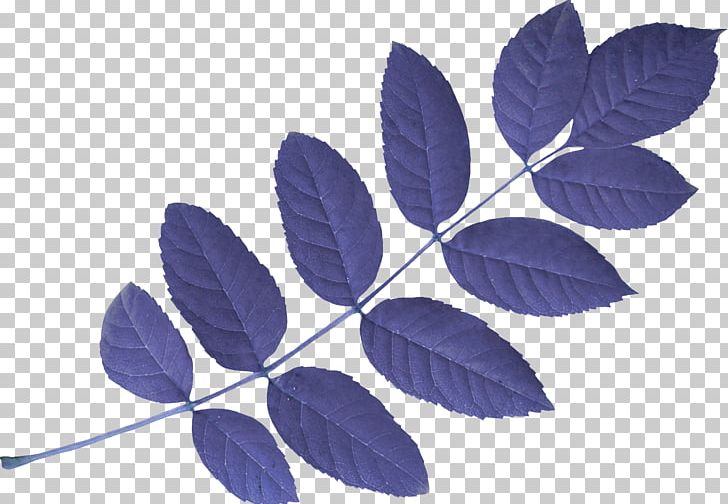 Maple Leaf Acacia PNG, Clipart, Acacia, Autumn, Autumn Leaves, Banana Leaves, Branch Free PNG Download