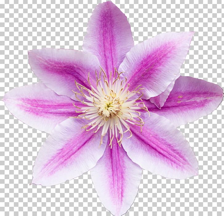 Vine Garden Clematis 'Markham's Pink' Clematis Montana PNG, Clipart, Blossom, Clematis, Clematis Markhams Pink, Clematis Montana, Color Free PNG Download