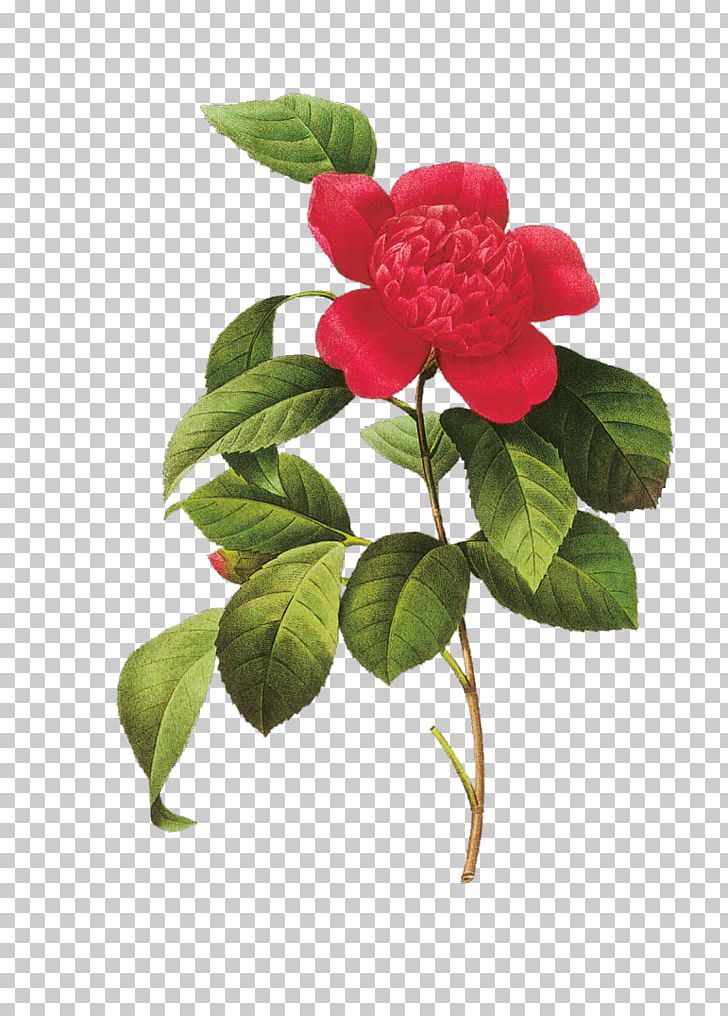 Choix Des Plus Belles Fleurs Flowers Japanese Camellia Botanical Illustration PNG, Clipart, Art, Belles, Botanical Illustration, Botany, Camellia Free PNG Download