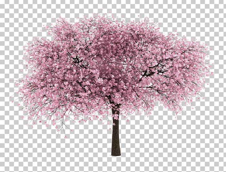 International Cherry Blossom Festival Tree PNG, Clipart, Almond, Almond Tree, Blossom, Branch, Cherry Free PNG Download
