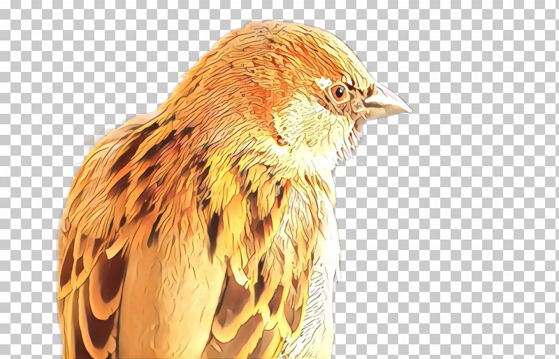 Feather PNG, Clipart, Beak, Bird, Falconiformes, Feather, Finch Free PNG Download