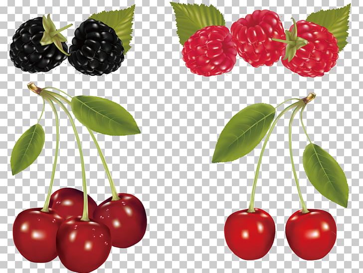 Cherry Fruit PNG, Clipart, Berry, Black, Cherries, Cherry Blossom, Cherry Blossoms Free PNG Download