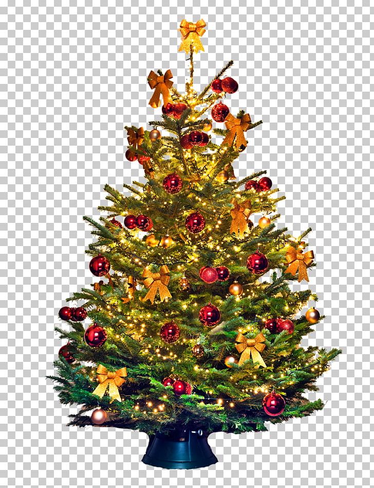 Christmas Tree Nordmann Fir Christmas Day Tree-topper Blue Spruce PNG, Clipart, Blue Spruce, Bombka, Boom, Christmas, Christmas Day Free PNG Download