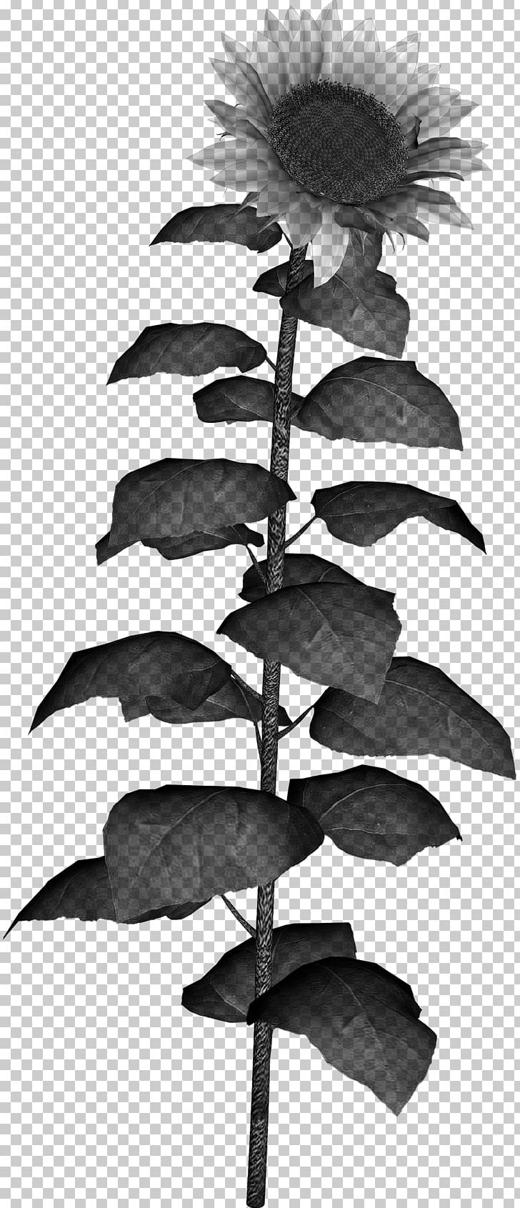 Common Sunflower PNG, Clipart, Black And White, Common Sunflower, Download, Flora, Flower Free PNG Download