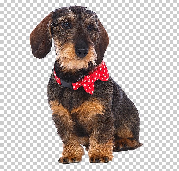 Dog Breed Puppy Petit Basset Griffon Vendéen Necklace Companion Dog PNG, Clipart, Accessoires Dog, Bandana, Bow Tie, Carnivoran, Clothing Accessories Free PNG Download