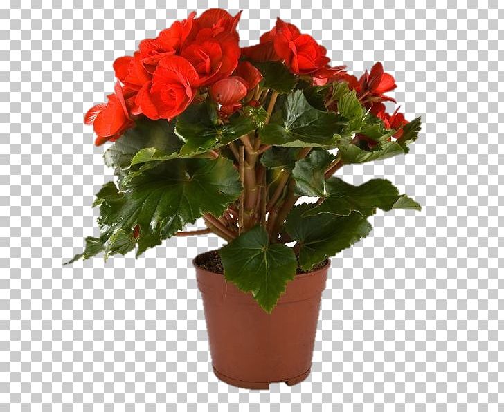 Garden Roses Houseplant Wax Begonia Flowerpot PNG, Clipart, Annual Plant, Artificial Flower, Bedroom, Begonia, Begonia Family Free PNG Download