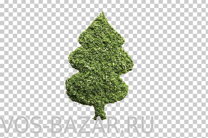 Spruce Christmas Ornament Christmas Tree Evergreen PNG, Clipart, Christmas, Christmas Ornament, Christmas Tree, Conifer, Evergreen Free PNG Download