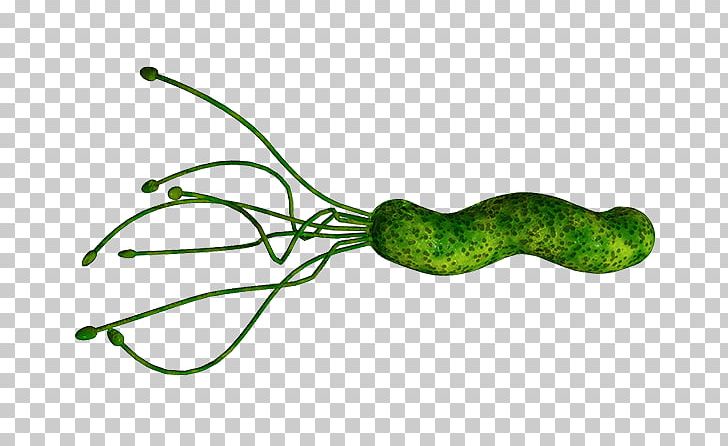 Helicobacter Pylori Infection Gastritis Bacteria Peptic Ulcer Disease PNG, Clipart, Bacteria, Barry Marshall, Disease, Gastric Acid, Gastric Mucosa Free PNG Download