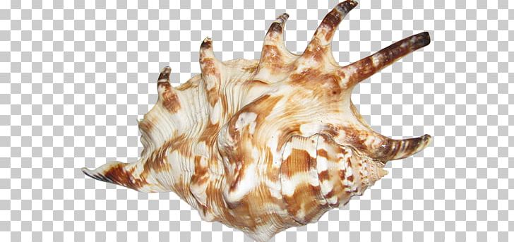 Seashell Sea Snail Conch Shankha PNG, Clipart, Animals, Animal Source Foods, Conch, Conchology, Food Free PNG Download