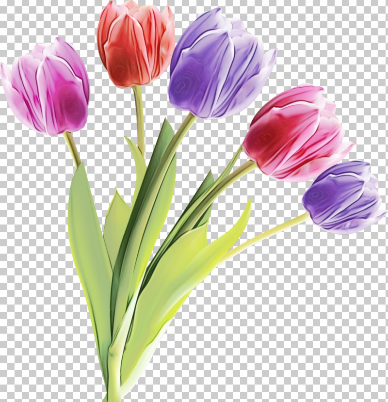 Flower Tulip Plant Petal Cut Flowers PNG, Clipart, Crocus, Cut Flowers, Flower, Lily Family, Paint Free PNG Download