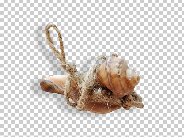 Seashell Mollusc Shell Snail PNG, Clipart, Animals, Animal Source Foods, Conch, Galangal, Marine Free PNG Download