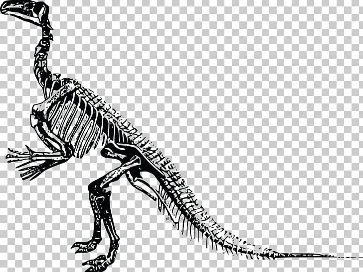 Tyrannosaurus Triceratops Stegosaurus Dinosaur Skeleton PNG, Clipart, Black And White, Bone, Carnivoran, Dinosaur, Drawing Free PNG Download