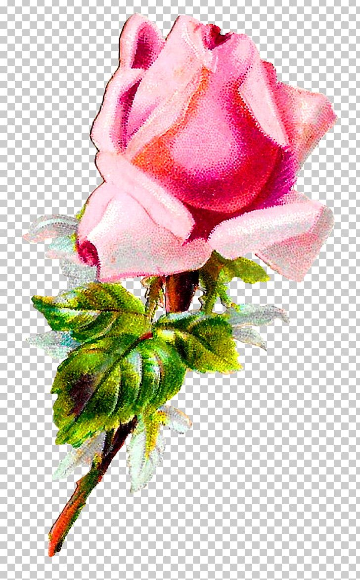 Garden Roses Cabbage Rose Floral Design Cut Flowers Pink PNG, Clipart, Artificial Flower, Cut Flowers, Floral Design, Floristry, Flower Free PNG Download