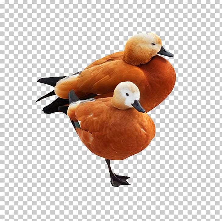 Mute Swan Common Shelduck Bird Domestic Duck PNG, Clipart, Animal, Animals, Anseriformes, Beak, Bird Free PNG Download