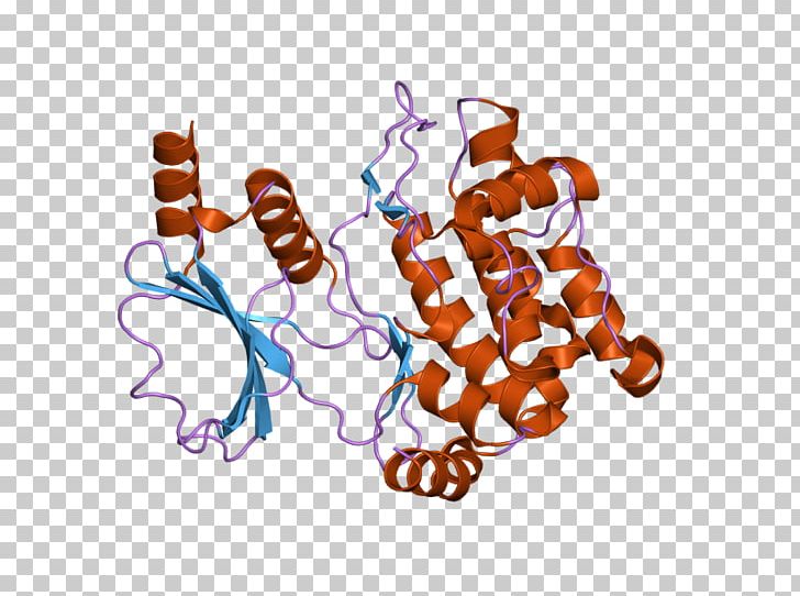 PAK1 PAK2 Protein Kinase HCK PNG, Clipart, Domain, Ebi, Enzyme, Gene, Genome Free PNG Download