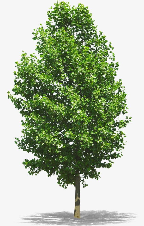 Tall Trees PNG, Clipart, Environmental, Environmental Protection, Green, Plant, Protection Free PNG Download