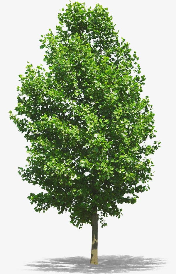 Tall Trees Png Clipart Environmental Environmental Protection Green Plant Protection Free Png Download