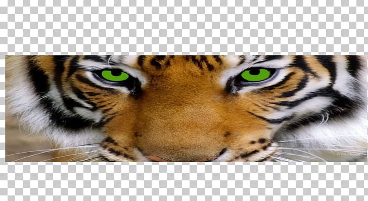 Tiger Whiskers Big Cat Snout PNG, Clipart, Animal, Animals, Big Cat, Big Cats, Carnivoran Free PNG Download