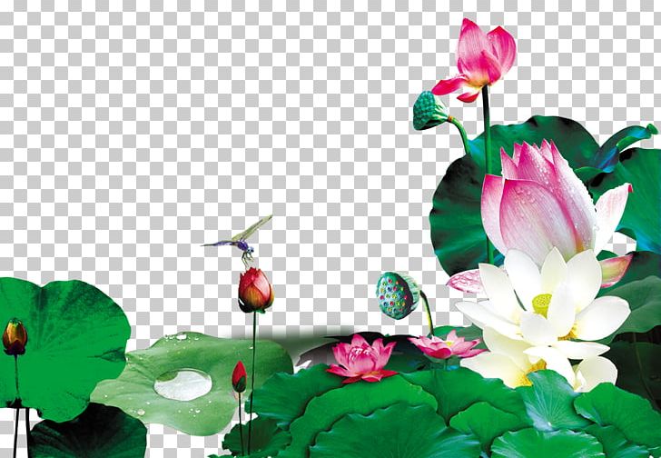 Xiazhi Leaf PNG, Clipart, Aquatic Plant, Christmas Decoration, Computer Wallpaper, Decorative, Encapsulated Postscript Free PNG Download