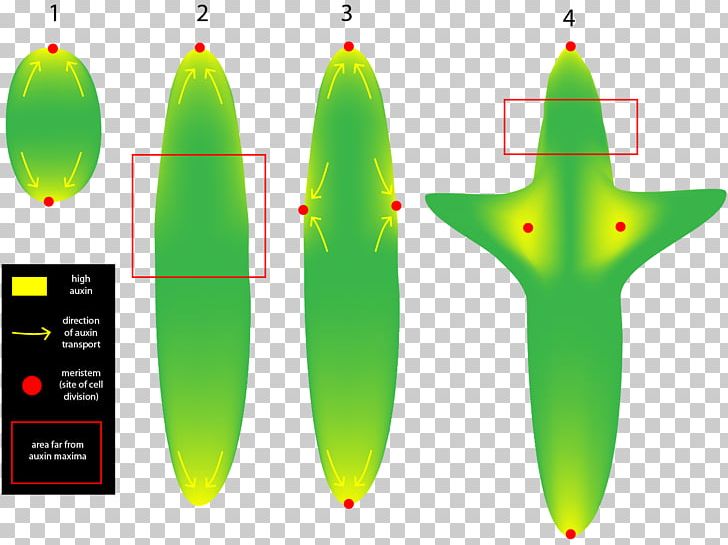 Auxin Meristem Plant Development Cell PNG, Clipart, Auxin, Bud, Cell, Cell Division, Croissance Biologique Free PNG Download