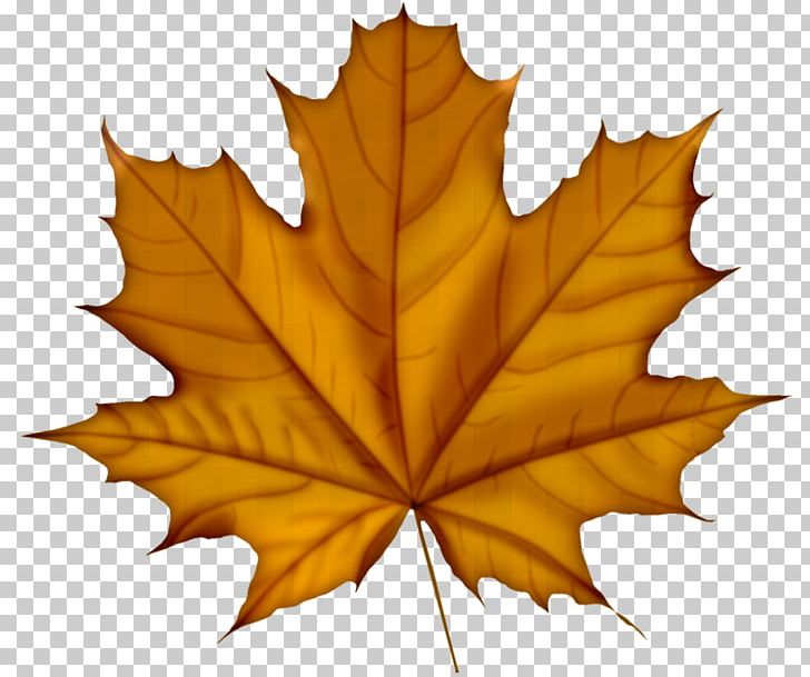 Leaf Sugar Maple PNG, Clipart, Autumn Leaf Color, Computer Icons, Desktop Wallpaper, Download, Green Free PNG Download