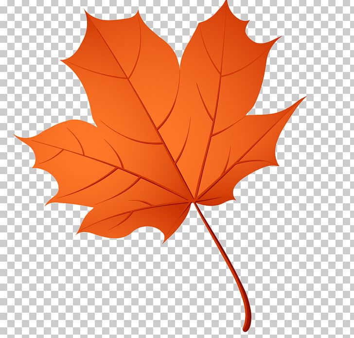 Maple Leaf Boxelder Maple Mountain-ash Norway Maple PNG, Clipart, Acorn, Birch, Boxelder Maple, Chemical Element, Chemistry Free PNG Download
